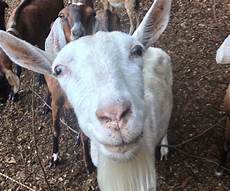 Stainless Steel Cooking Pots